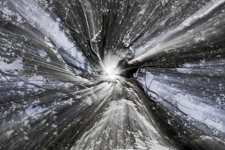 Abstrakte Birke: Der Anfang von etwas Neuem?