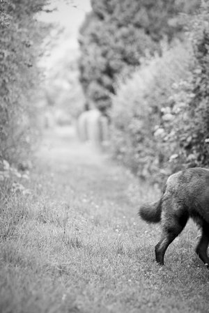 Konzeptfoto: Märchenbild mit Wolf