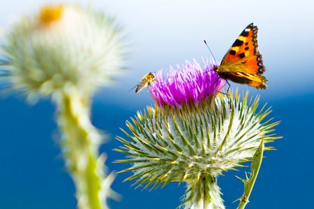 Naturfoto: Reines Farbenspiel