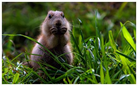 Naturfoto: Zoo-Modell im Top-Einsatz
