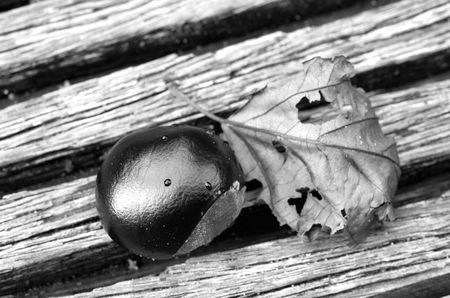 Herbststillleben: Hintergrund ist nicht gleich Hintergrund