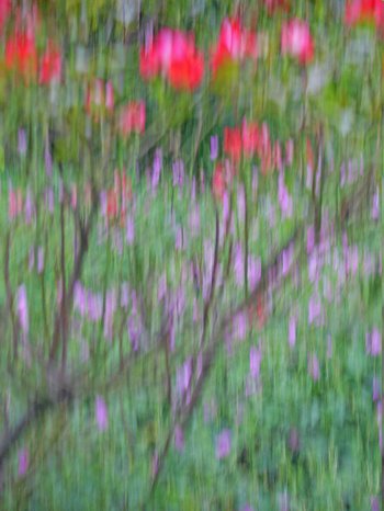 Blumenfotografie: Absichtlich unscharf