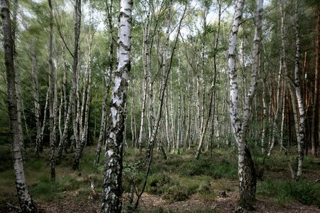 Landschaftsfotografie: Der Birkenwald voller Bäume