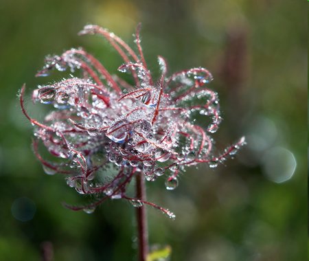 Naturfotografie: Blumen mit Wasserkraft