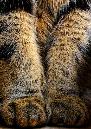 Haustierfoto: Gefährlicher Plüsch-Tiger