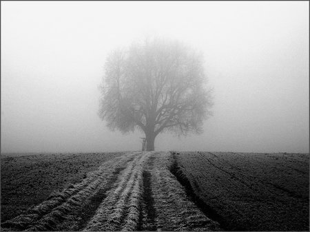Das Bild des mittigen Baumes in Schwarz Weiss.