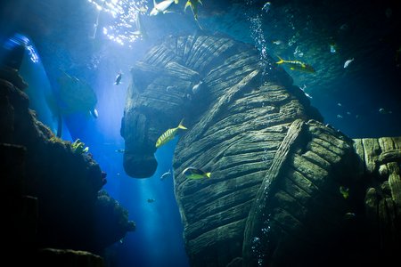 Unterwasserfoto: Trojanische Kreativität