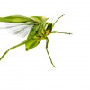 Wildlife_Lucas_Pupo