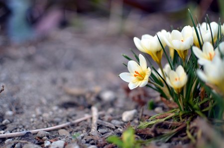 Naturfoto: Aug\' in Auge mit der Blume