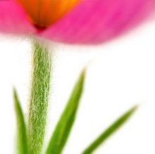 Blumenfoto: Stengel im Fokus