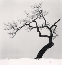 Kussharo Lake Tree, Study 1, Kotan, Hokkaido, Japan, 2002 *