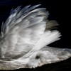 Ein Schwan im Morgenlicht, Berlin