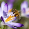 Eine Biene sitzt auf einer Krokusblüte im Berggarten in Hannover, Deutschland (Keystone/Lukas Schulze /picture-alliance/dpa/AP Images)