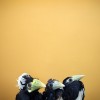 Drei Hornbills im Jurong Bird Park in Singapur (Keystone/AP Photo/Wong Maye-E)