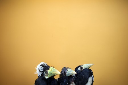 Drei Hornbills im Jurong Bird Park in Singapur (Keystone/AP Photo/Wong Maye-E)