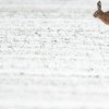 Ein Hase springt über ein schneebedecktes Feld in Garbse, nahe Hannover, Deutschland EPA/JULIAN STRATENSCHULTE