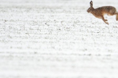 Ein Hase springt über ein schneebedecktes Feld in Garbse, nahe Hannover, Deutschland EPA/JULIAN STRATENSCHULTE
