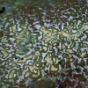 Versalztes Weizenfeld bei Katanning, Westaustralien 1989 - Luftaufnahme des Schweizers Georg Gerster (Georg Gerster by KEYSTONE)