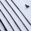 Eine Ente in Paris, Frankreich EPA/IAN LANGSDON