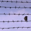 Ein Spatz auf dem Stacheldraht eines Gefängnisses nahe Bukarest,Rumänien EPA/ROBERT GHEMENT