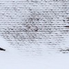 Dach-Augen, Magdeburg (AP Photo/dpa, Jens Wolf)