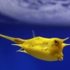 Tropischer Fisch in einem Aquarium in Kapstadt, Südafrika EPA/NIC BOTHMA