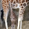 (AP photo/LEO Zoological Conservation Center)
