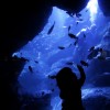 A visit to an aquarium in Tokyo