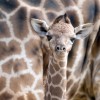 Germany Giraffe Baby