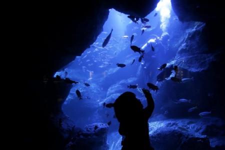 A visit to an aquarium in Tokyo