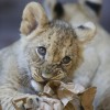 Lion Cubs