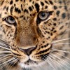Leopard Xembalo im Zoo von Leipzig, Deutschland (Keystone/AP Photo/dap, Hendrik Schmidt)
