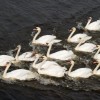 Schwäne auf der Alster in Hamburg, Deutschland EPA/Sven Hoppe