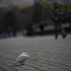 Symbolfoto zur Vogelgrippe in Shanghai, China (Keystone/AP Photo/Eugene Hoshiko)