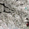 Kirschblüte in Seoul  (AP Photo/Lee Jin-man)