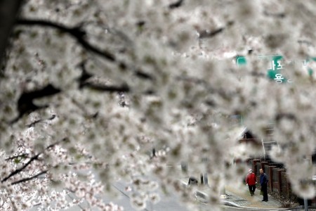 Kirschblüte in Seoul (AP Photo/Lee Jin-man)
