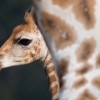 Giraffen im Tierpark Hagenbeck, Hamburg  (AP Photo/dpa,Sven Hoppe)