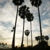 Ein Mann klettert am frühen Morgen auf eine Palme zur Palmweingewinnung, Phnom Penh. Kambodscha (AP Photo/Heng Sinith)