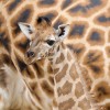 Giraffenbaby im Zoo Hannover (AP Photo/Sebastian Kahnert/dpa)