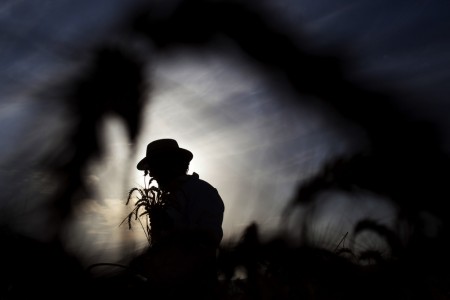 Ernte zum Shavuot Fest in Mevo Horon, Israel (Keystone/AP Photo/Ariel Schalit)