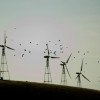 Vögel und Windräder, Altamont Pass, Kalifornien USA (AP Photo/Noah Berger)
