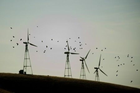 Vögel und Windräder, Altamont Pass, Kalifornien USA (AP Photo/Noah Berger)