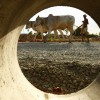 Durchblick: Bauer und Kühe in Kambodscha (AP Photo/Heng Sinith)