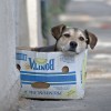 Straßenhund im Karton in Bukarest, Rumänien (Keystone/AP Photo/Vadim Ghirda)