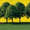 Blühender Raps nahe Achtum, Deutschland EPA/JULIAN STRATENSCHULTE