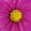 Regentropfen auf einer Blüte, Stuttgart EPA/DANIEL BOCKWOLDT