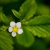 Blüte einer Waldbeere in Meggen, Schweiz (Keystone/Sigi Tischler)