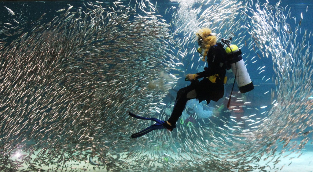 Taucher im Coex Aquarium in Seoul, Südkorea (Keystone/AP Photo/Ahn Young-joon)