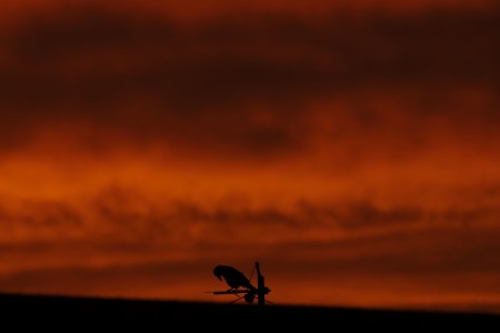 Krähe bei Sonnenuntergang in Berlin, Deutschland (Keystone/AP Photo/Markus Schreiber)
