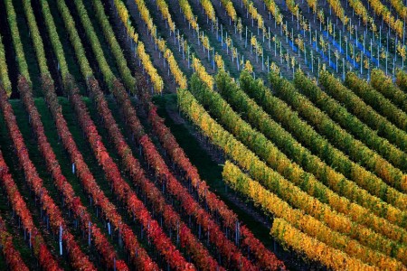Weinberg im Herbst in Marktbreit, Deutschland (Keystone/EPA/Karl-Josef Hildenbrand)